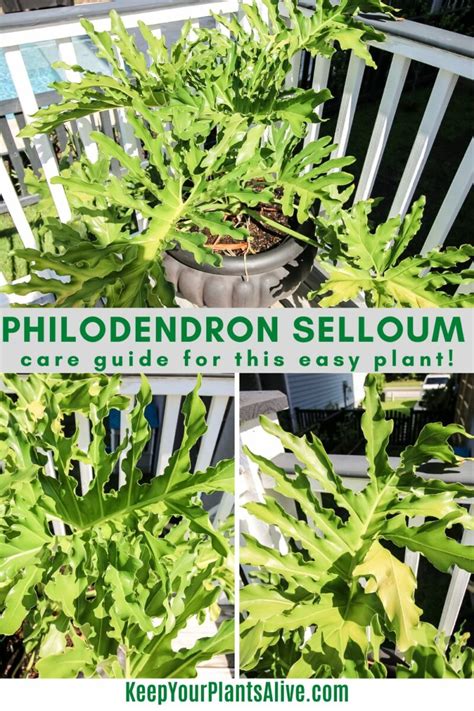The complete philodendron selloum care guide .